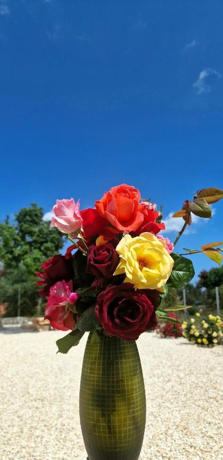 Primavera Andipáta